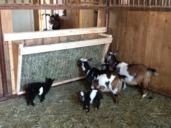 Some of the favors that will always help the goat growers without overpricing ...