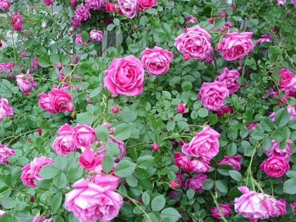 Pay more attention to home-grown rose plants. Why?