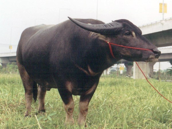 Here are the top buffalo breeds in our country ...