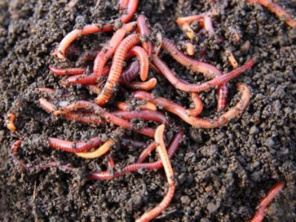 Soil and fertilizers will benefit from earthworms ...