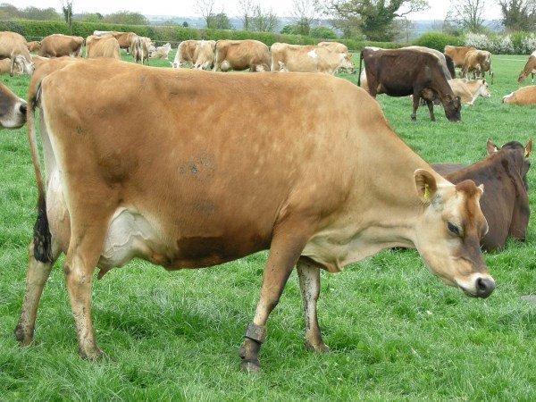 Are you going to buy a cow? These are foreign cows ... you know ...