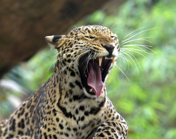 Leopard strays into girls hostel attacks dogs