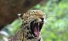 Gujarat: Leopard attacks motorcycle-borne couple, snatches infant