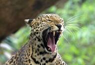 Gujarat: Leopard attacks motorcycle-borne couple, snatches infant