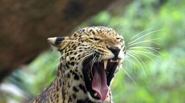 Gujarat: Leopard attacks motorcycle-borne couple, snatches infant