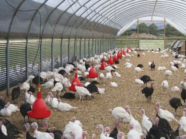 How to make natural fertility in turkeys