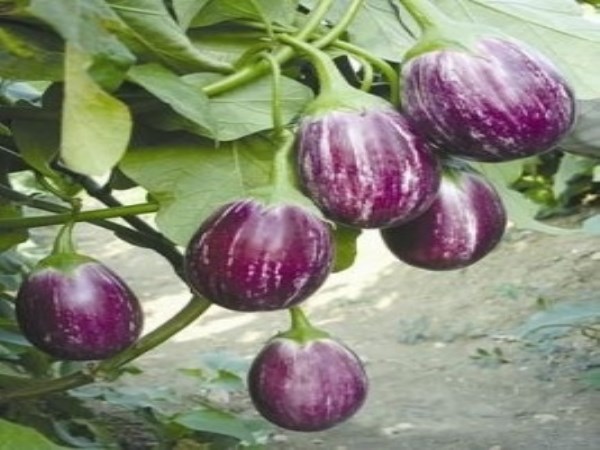 How to crop the eggplant natural way