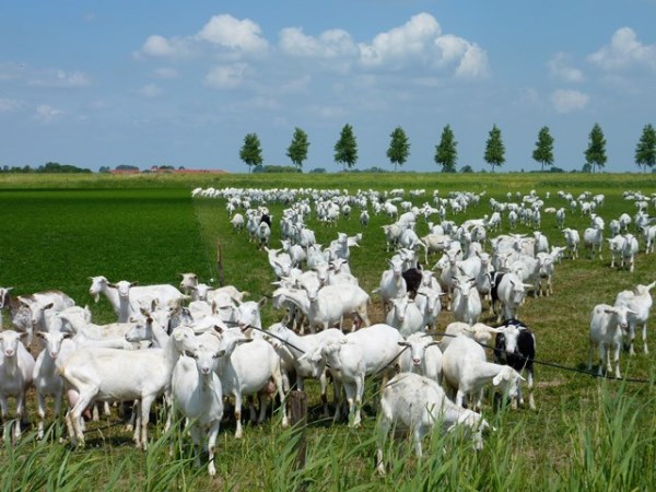 Management Methods to Be Prepared While Developing Goats ...