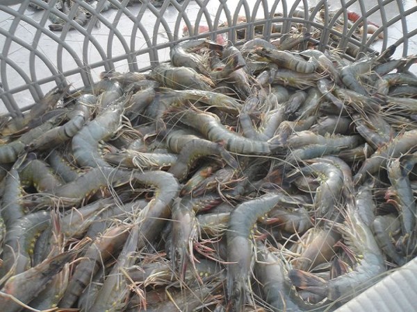 Things you need to know before engaging in shrimp farming ...