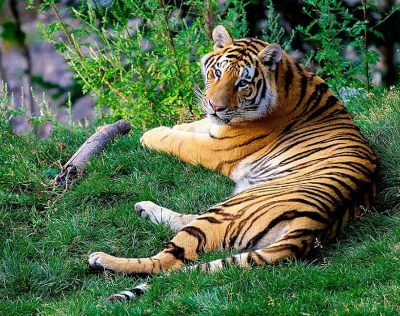 Karnataka: 5 tigers dead in 23 days, man animal conflict to blame