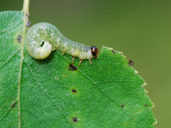 Its for the farmers! Two best natural pesticides