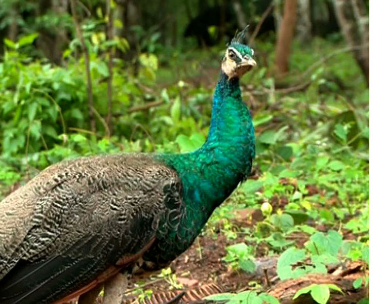 Peacock controversy  Huge rush in Chulannur peafowl sanctuary