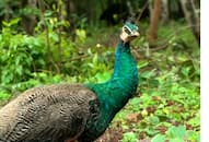 Man arrested for hunting peafowls near Cauvery Wildlife Sanctuary close to Mandya