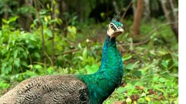 Man arrested for hunting peafowls near Cauvery Wildlife Sanctuary close to Mandya