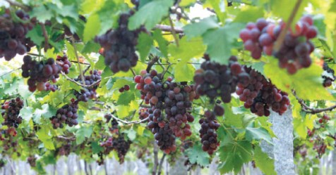 How to use the porous mixture to control anxiety in grapes