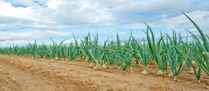 bellary onion-yield-is-obtained-cultivate-any-months