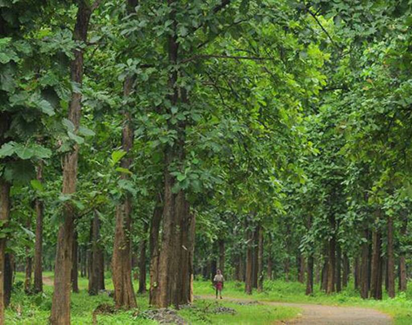 Nilambur teak's wonderful journey across globe and into GI registry