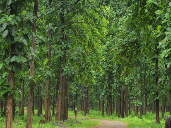 Tea Tree cultivation Flowering Season to First Seed Treatment