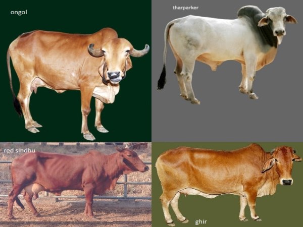 Cow breeding breeds in India