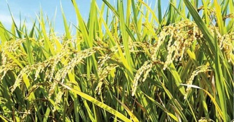 Follow these steps to get nourishing nursery in rice!