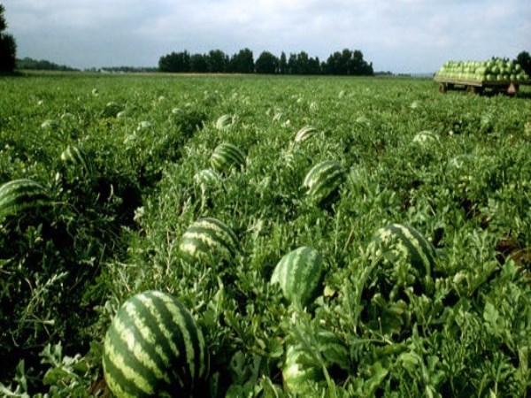 You can also cultivate watermelon in fallow ground. How?