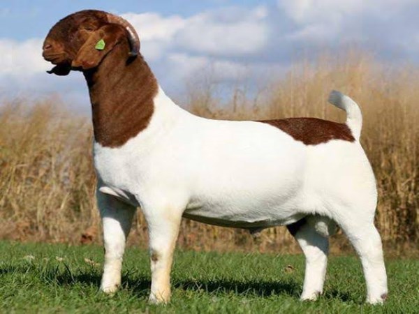 you should know about boer goats