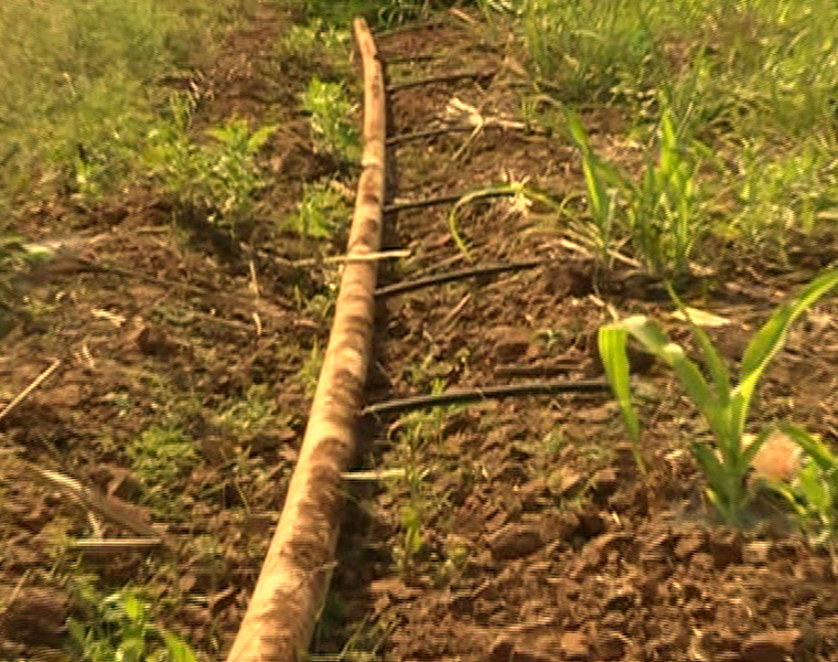 Is State Government Drop Singatalur Drip Irrigation in Koppal grg