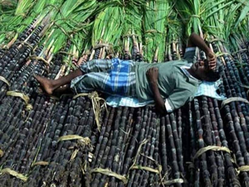 sugarcane 56043.jpg