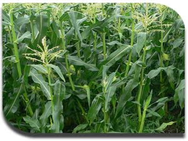 Green crop type for breeds