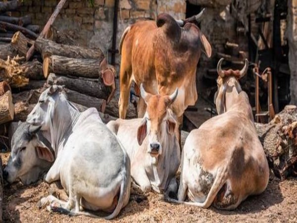 When did the artificial fertilization method in cattle come to use?