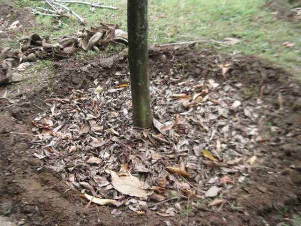 putting moodakku in natural farming