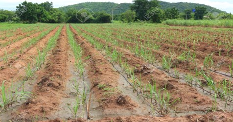 farmers are-aware-of-plant-growth-motors-why