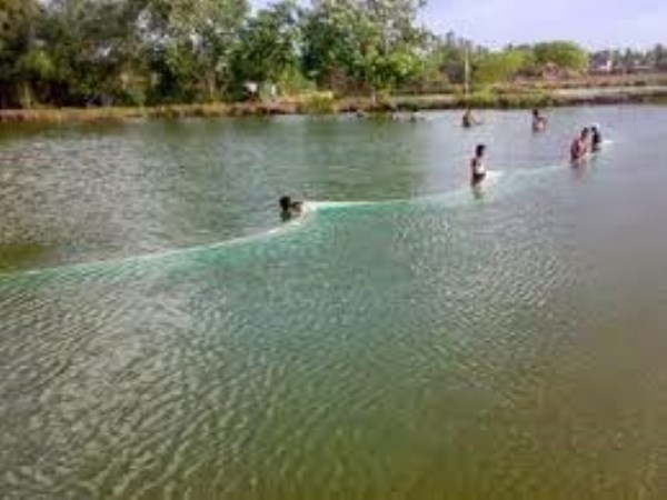 Fresh fish farming - Nutrients to be done in pond soil