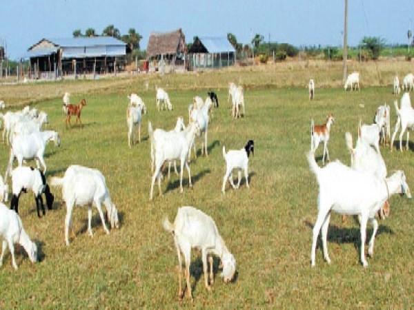 These two methods greatly help those who want to develop goats ...