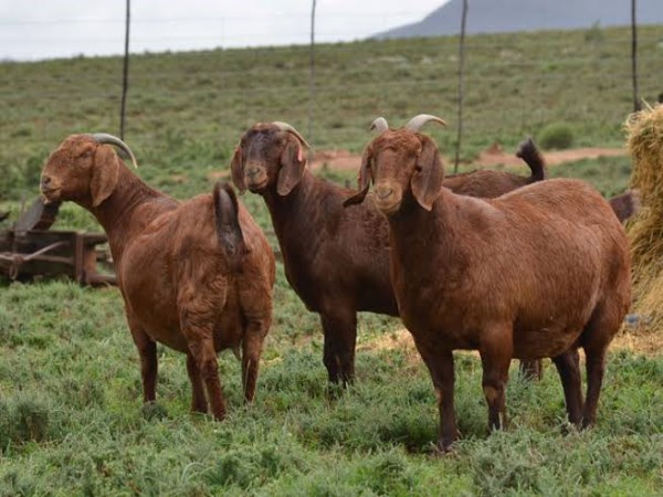 types of goats in Tamilnadu