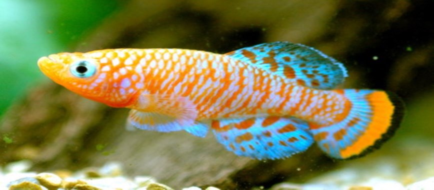 develop ornamental-fish-like-this