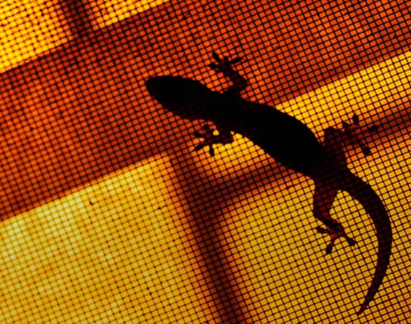 What it means if a lizard falls on you?