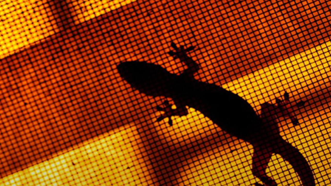 What it means if a lizard falls on you?