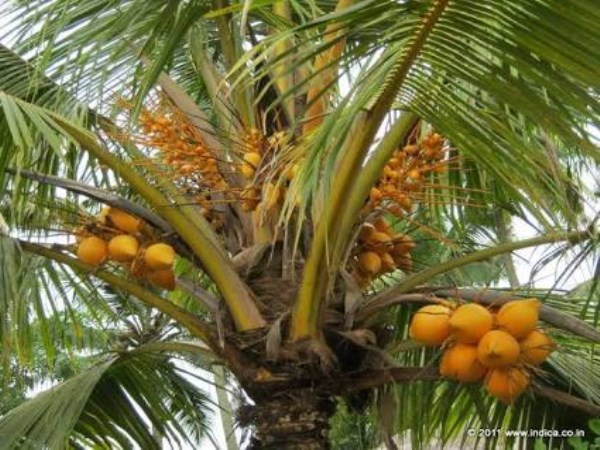 Cultivation method of coconut tree