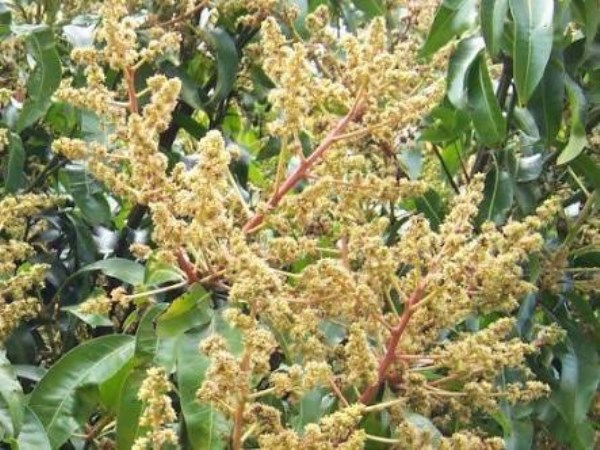 How to protect flowers in mango tree