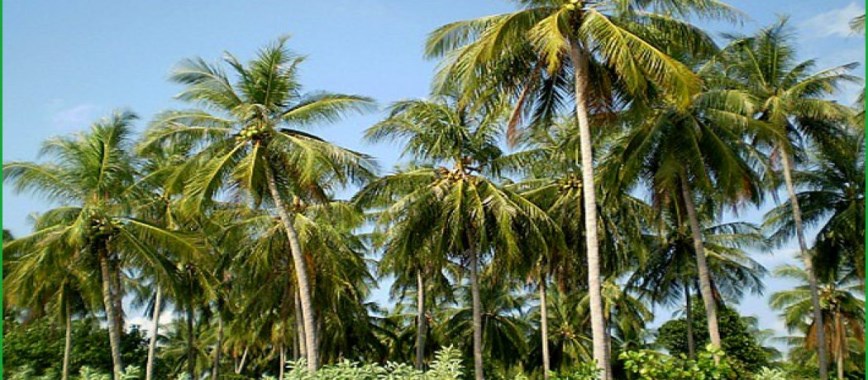 wilt protect-them-from-the-coconut-tree-to-observe-the