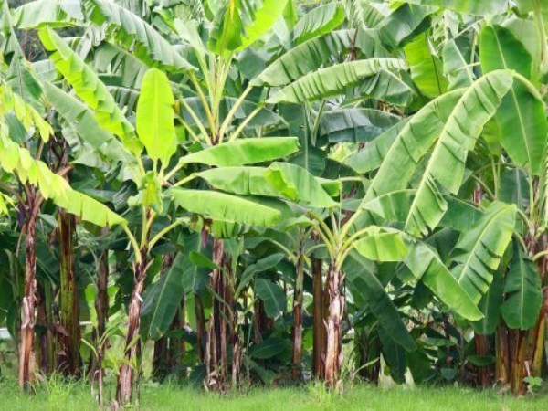 What can be planted in banana cultivation Here are some ways ...