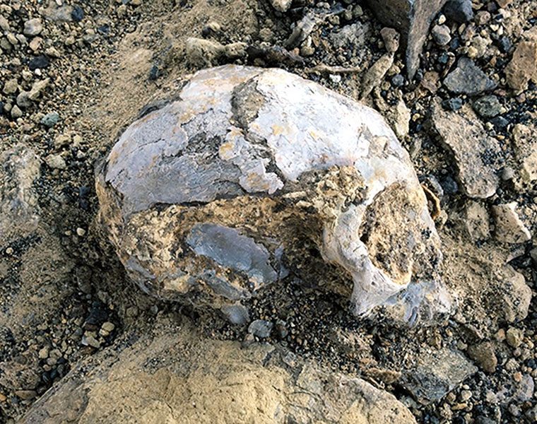 Ancient skull fossil hints at our ape ancestry