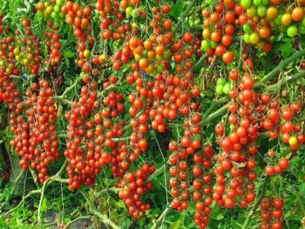 Tomato Cultivation - Nursery Method and Seed Treatment