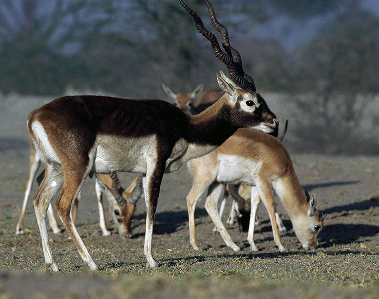 black bucks  poaching in chamarajanagar sanctuary snr