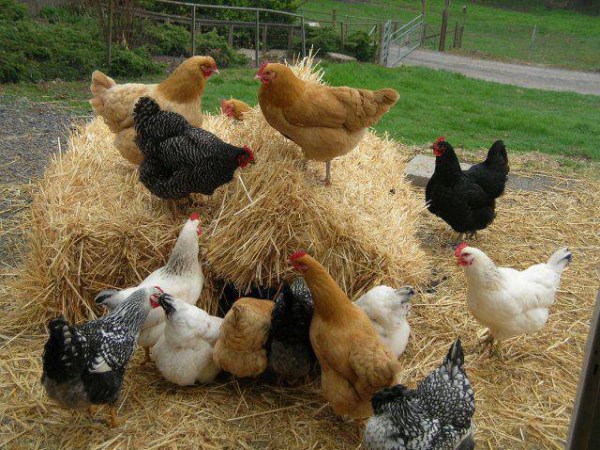 Diseases and prevention of high-risk diseases of the country chickens