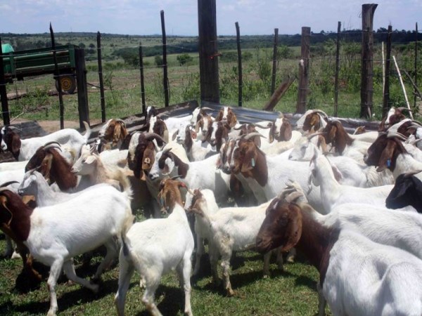 Give any kind of feed for goats ...