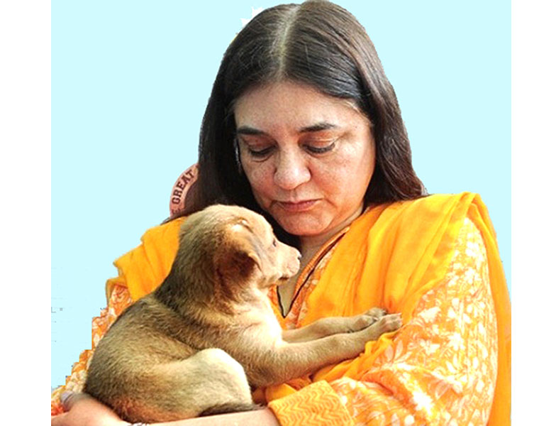 Kerala Cyber Warriors Hack Maneka Gandhis People for Animals Website