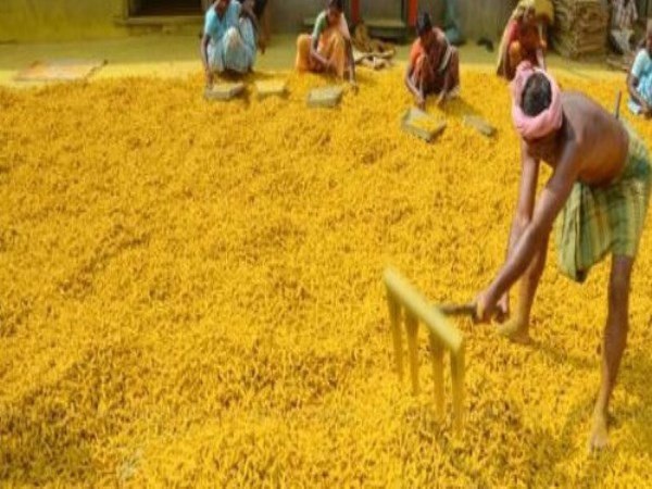 The yield of yellow crop cultivation is similar ...