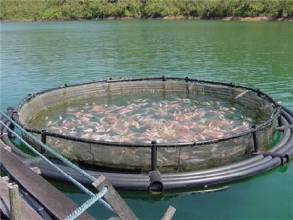 These have a large role in determining the growth of fish ...